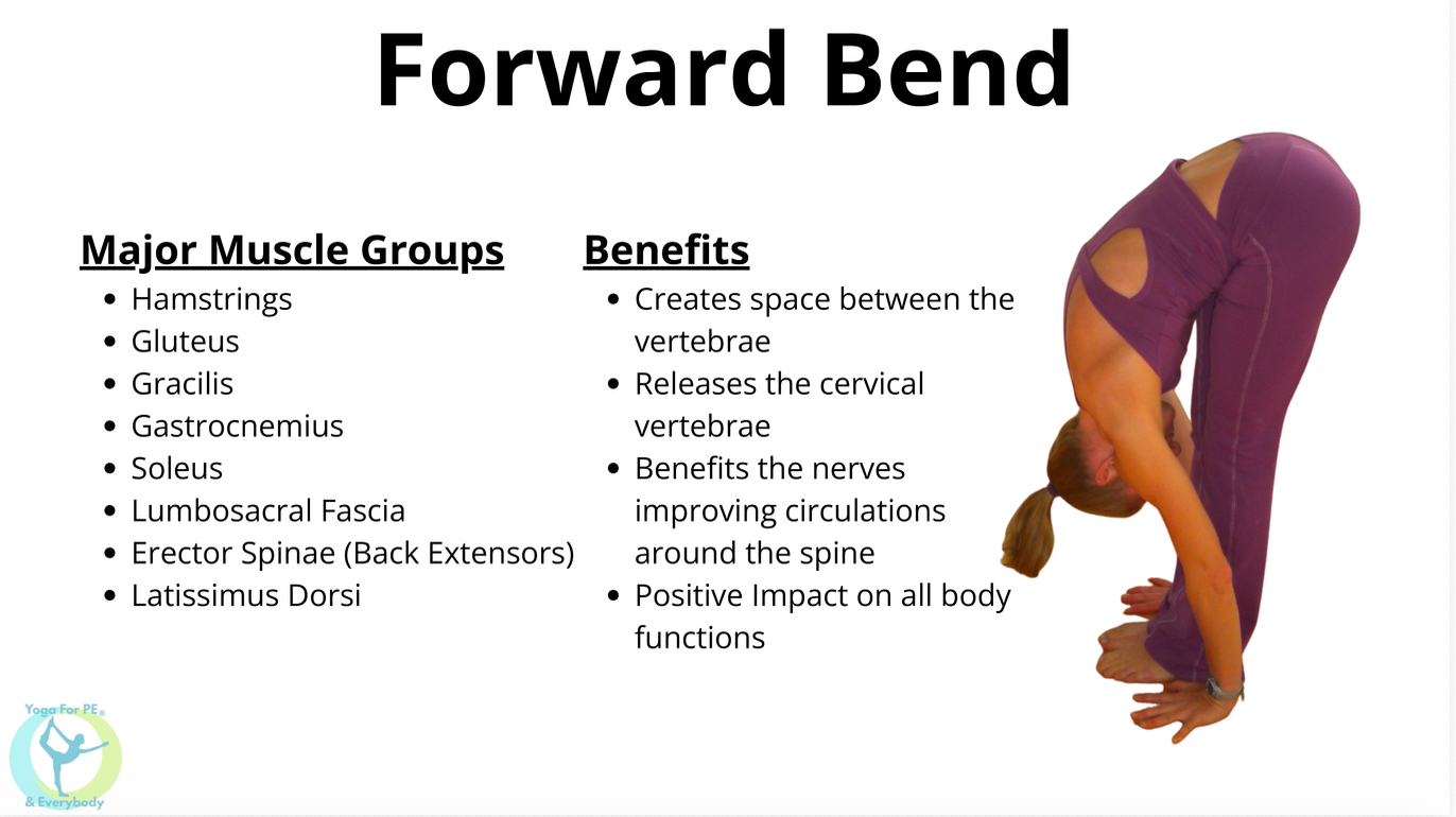 Forward Bend teaching card listing major muscle groups (hamstrings, gluteus, lumbosacral fascia and more) and benefits (spinal decompression, circulation, nerve function)